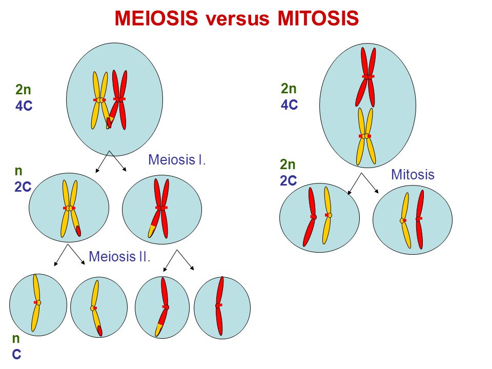 Lab 3 mitosis and meiosis ap biology essays